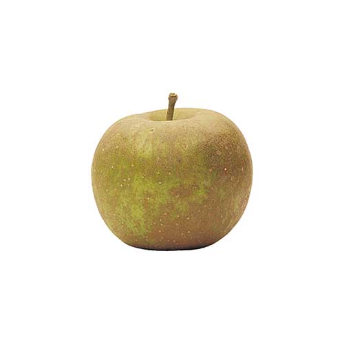 Russet Apple QC