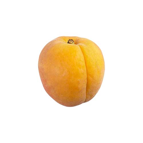 Yellow Apricot